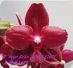Phal. Sogo Relex 1671